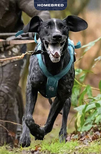 Moose