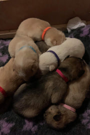 Husky Pups