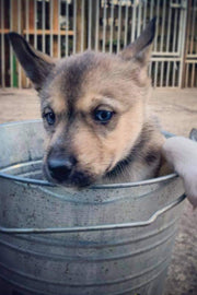 Husky Pups