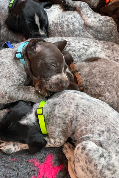 Hound Pups