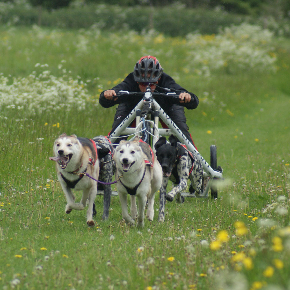 The full mushing experience – ArcticQuest - Main Image