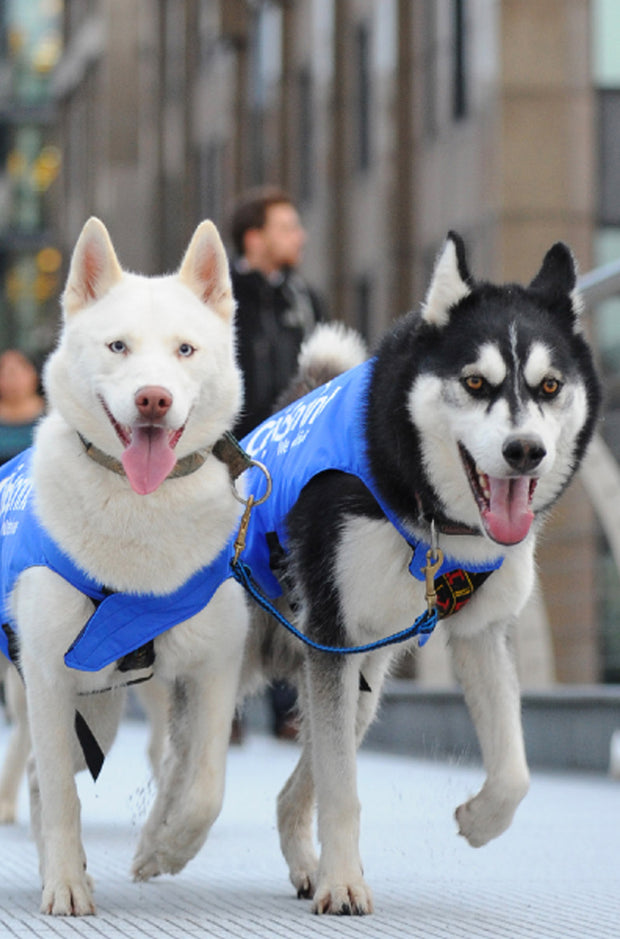 Nanuk